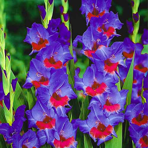gladiolus-krasnyy-baron_1 Гладиолус крупноцветковый Красный Барон — изображение 1