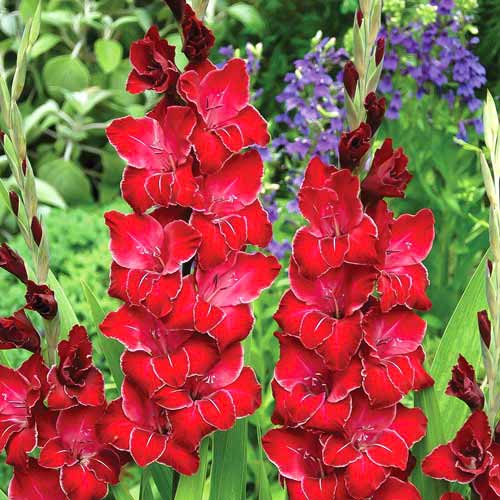 gladiolus-krupnocvetkovyy-bakkara_1 Гладиолус крупноцветковый Баккара — изображение 1