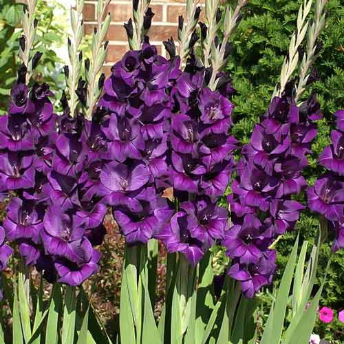 gladiolus-krupnocvetkovyy-blek-velvet_1 Гладиолус крупноцветковый Блэк Вельвет — изображение 1