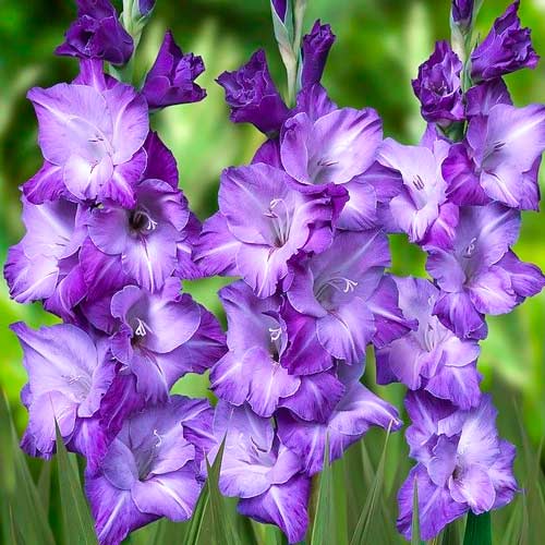 gladiolus-krupnocvetkovyy-blu-isl_1 Гладиолус крупноцветковый Блю Исл — изображение 1
