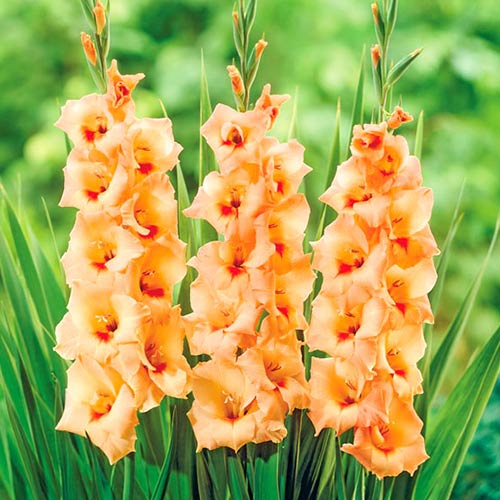 gladiolus-krupnocvetkovyy-ovaciya_1 Гладиолус крупноцветковый Овация — изображение 1