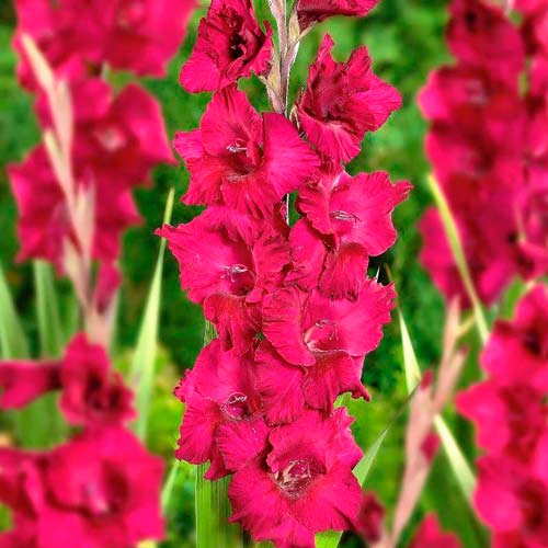 gladiolus-krupnocvetkovyy-plam-tart_1 Гладиолус крупноцветковый Плам Тарт — изображение 1