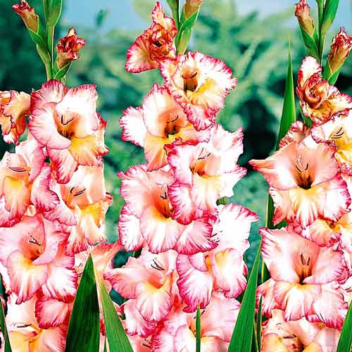 gladiolus-krupnocvetkovyy-priscilla_1 Гладиолус крупноцветковый Присцилла — изображение 1