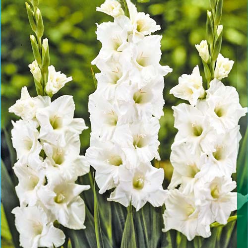 gladiolus-krupnocvetkovyy-sanser_1 Гладиолус крупноцветковый Сансер — изображение 1