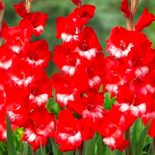 gladiolus-krupnocvetkovyy-sparkler_1 Гладиолус крупноцветковый Спарклер — изображение 1