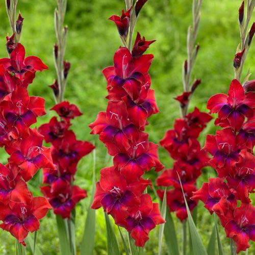gladiolus-krupnocvetkovyy-trikolor_1 Гладиолус крупноцветковый Триколор — изображение 1