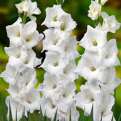 gladiolus-krupnocvetkovyy-uayt-prosperiti_1 Гладиолус крупноцветковый Уайт Просперити — изображение 1