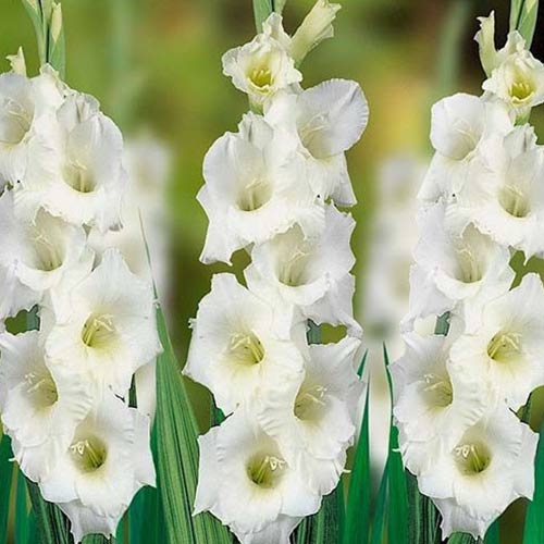 gladiolus-krupnocvetkovyy-vayt-frendship_1 Гладиолус крупноцветковый Вайт Френдшип — изображение 1