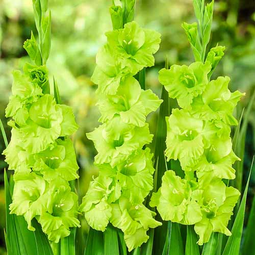 gladiolus-krupnocvetkovyy-zelenyy-velikan_1 Гладиолус крупноцветковый Грин Стар — изображение 1
