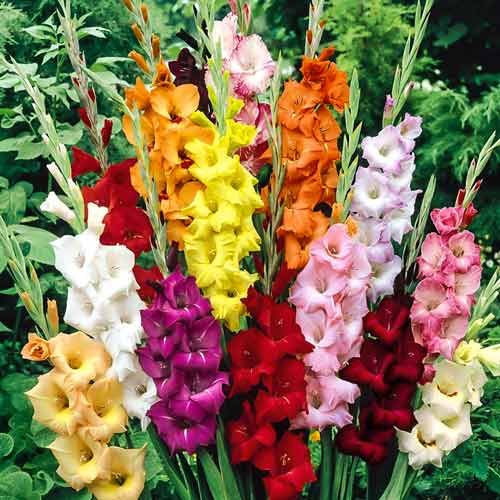 gladiolusy-bambino-miks_1 Гладиолусы Бамбино, микс — изображение 1