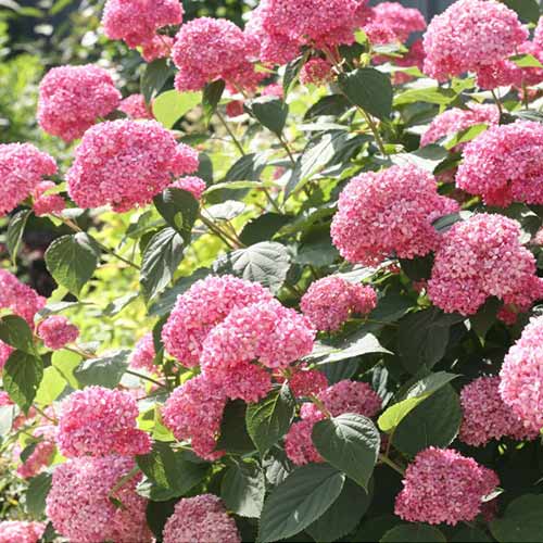 gortenziya-drevovidnaya-pink-anabel_1 Гортензия древовидная Пинк Анабель — изображение 1