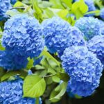 Гортензия крупнолистная Nikko Blue