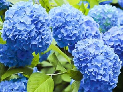 Гортензия крупнолистная Nikko Blue