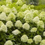Гортензия метельчатая Лаймлайт