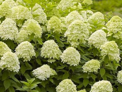 Гортензия метельчатая Лаймлайт