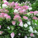 Гортензия метельчатая Pink Lady