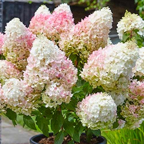 gortenziya-metelchataya-stroberri-blossom_1 Гортензия метельчатая Строберри Блоссом — изображение 1