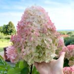 Гортензия метельчатая Ванилла Фрейз