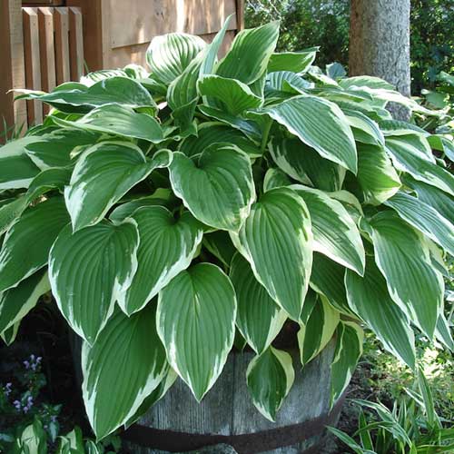 hosta-antioh_1 Хоста Антиох — изображение 1