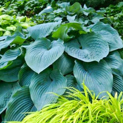 hosta-blu-endjel Хоста Блю Энджел — изображение 1