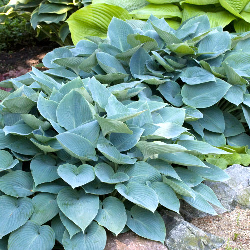 hosta-buckshaw-blue1 Хоста Бакшоу Блю — изображение 1