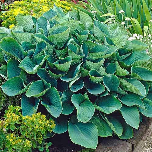 hosta-elegans_1 Хоста Элеганс — изображение 1