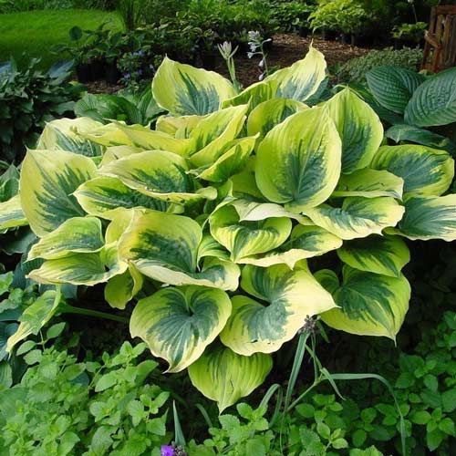 hosta-mediovariegata Хоста Медиовариегата — изображение 1