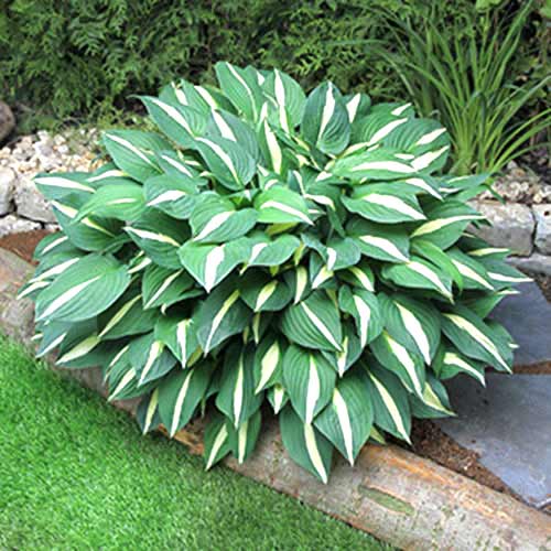 hosta-riski-biznes_1 Хоста Риски Бизнес — изображение 1