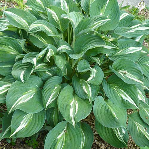 hosta-sneyk-ayz_1 Хоста Снейк Айз — изображение 1