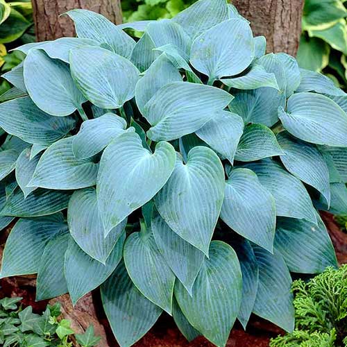 hosta-tru-blu_1 Хоста Тру Блю — изображение 1