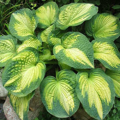 hosta-var-peynt_1 Хоста Вар Пейнт — изображение 1