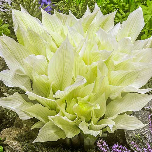 hosta-vayt-fezer_1 Хоста Вайт Фезер — изображение 1