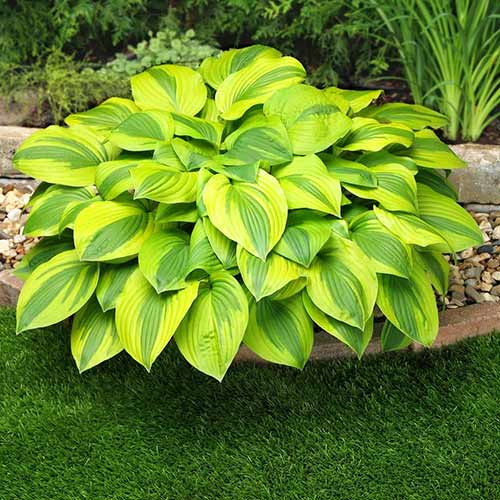 hosta-velvet-mun_1 Хоста Вельвет Мун — изображение 1