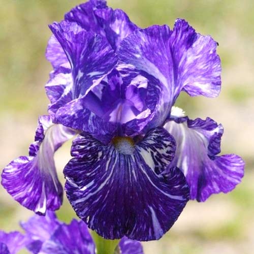 iris-borodatyy-germanskiy-batik1