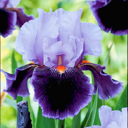 iris-borodatyy-germanskiy-purpl-lila