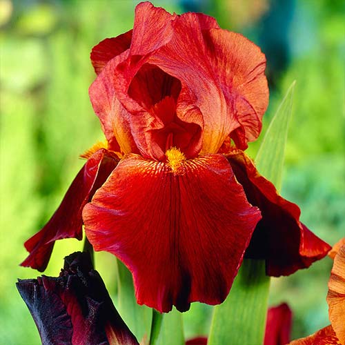 iris-borodatyy-germanskiy-sultan-pelas_1