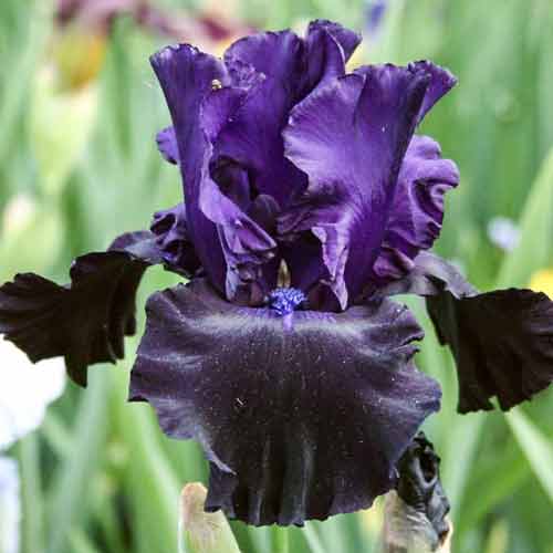 iris-germanskiy-blek-dregon_1 Ирис германский Блэк Дрэгон — изображение 1