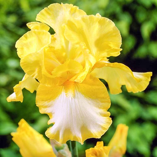 iris-germanskiy-frindj-of-gold_1 Ирис германский Фриндж оф Голд — изображение 1