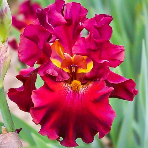 iris-germanskiy-red_1