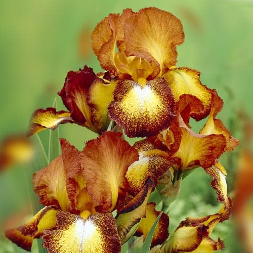 iris-germanskiy-spotted-yellou_1 Ирис германский Споттед Йеллоу — изображение 1