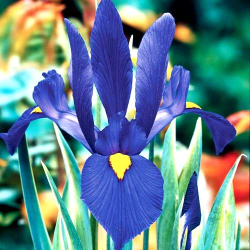 iris-gollandskiy-blu_1 Ирис голландский Блю — изображение 1