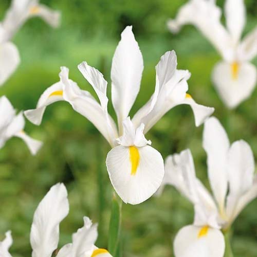 iris-gollandskiy-uayt-ekselsior_1