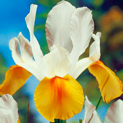 iris-gollandskiy-yellou-vayt_1 Ирис голландский Йеллоу/Вайт — изображение 1