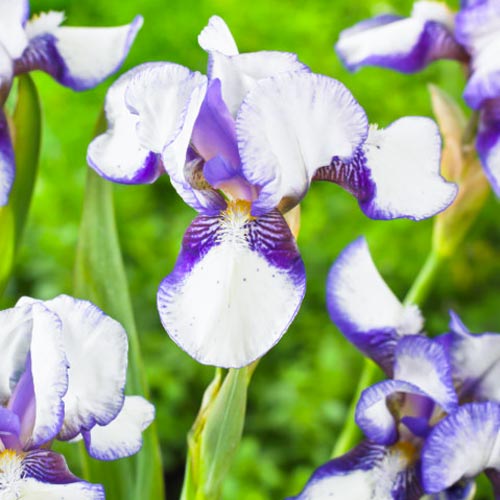 iris-karlikovyy-djenni-greys Ирис карликовый Дженни Грэйс — изображение 1