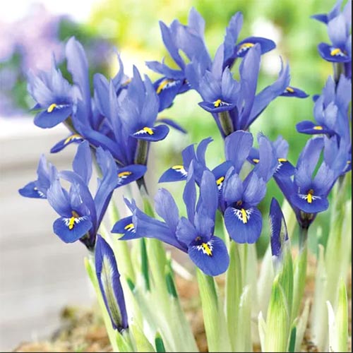 iris-setchatyy-gordon_1 Ирис сетчатый Гордон — изображение 1
