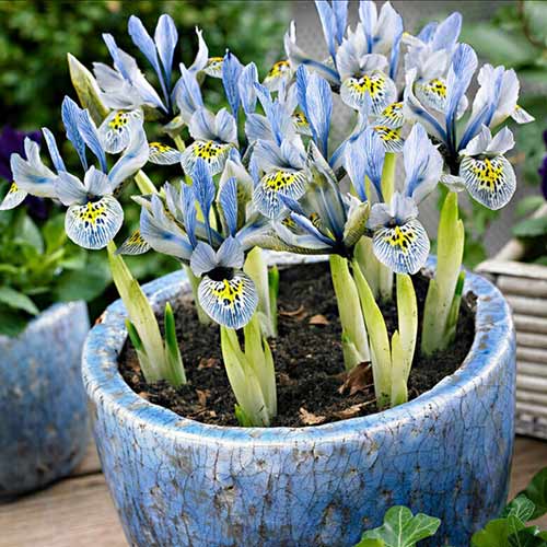iris-setchatyy-katarine-hodkin_1 Ирис сетчатый Катарине Ходкин — изображение 1