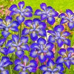 Ирис сибирский Ай си Старз — изображение 2