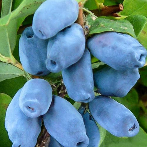 jimolost-berri-blu_1 Жимолость Берри Блю — изображение 1
