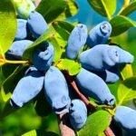 Жимолость Камчатская