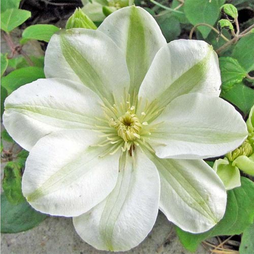 klematis-djernsi-krim_1 Клематис Джернси Крим — изображение 1